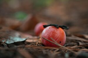 Gyógynövény túrák – mi ehető az erdőben?