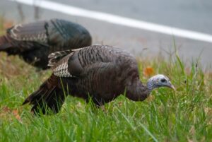 Gyógynövény túrák – mi ehető az erdőben?