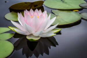 A csend ereje – mindfulness zajos világban
