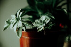 Gyerekbarát növények otthonra