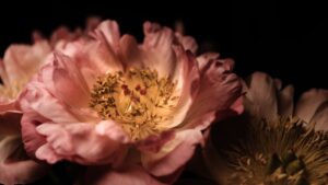 Mítoszok, amik valós eseményeken alapulhatnak